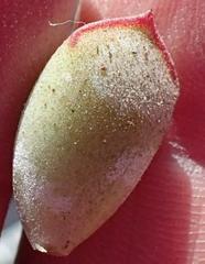 Cotyledon papillaris