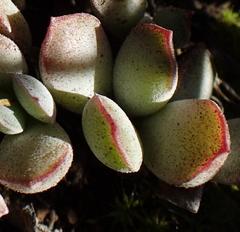 Cotyledon papillaris