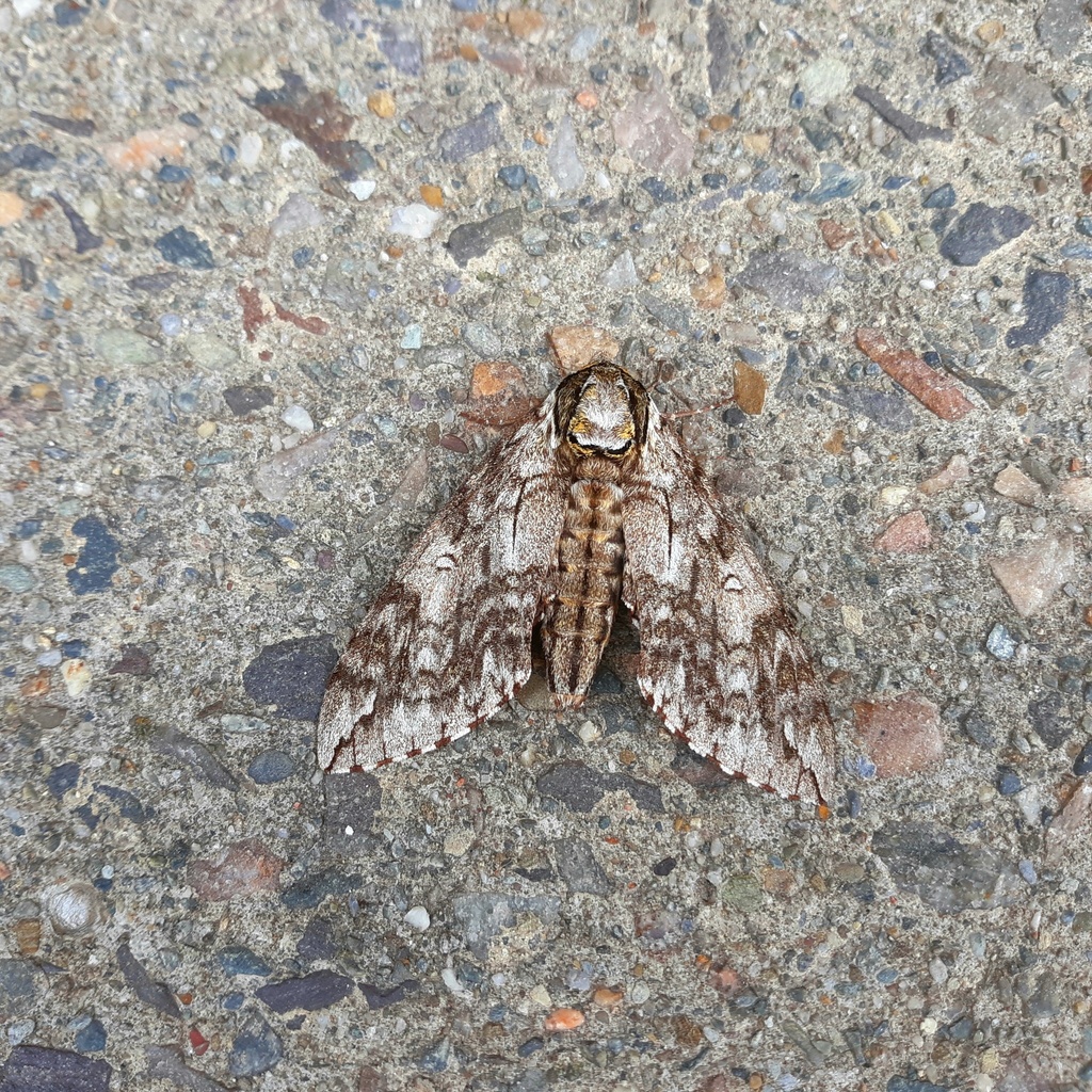 Waved Sphinx from Hyde St, Burlington, VT, US on July 9, 2023 at 12:02 ...