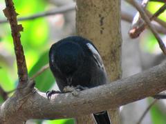 Melaniparus niger niger