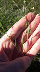 Heliophila acuminata