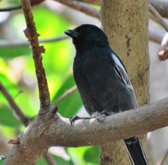 Melaniparus niger niger
