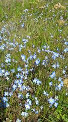 Heliophila acuminata