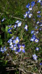 Heliophila acuminata