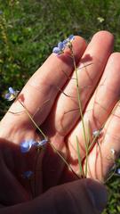 Heliophila acuminata
