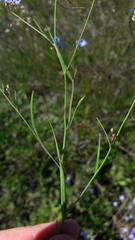 Heliophila acuminata