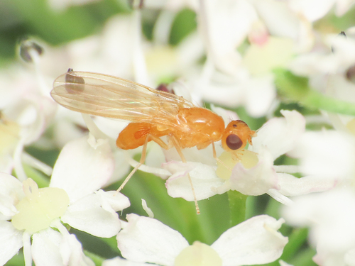 Psila pallida