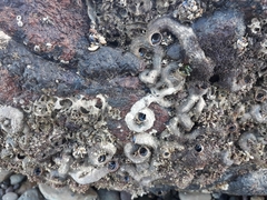 Vermetoidea