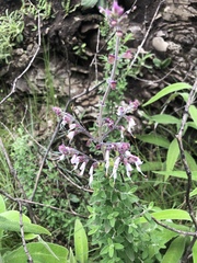 Syncolostemon cinereus