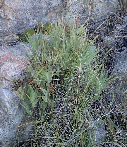 Touwsberg Bushiris (Nivenia stenosiphon)