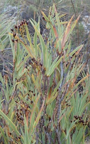 Image of Nivenia stenosiphon by (c) Nicola van Berkel, some rights reserved (CC BY-SA)