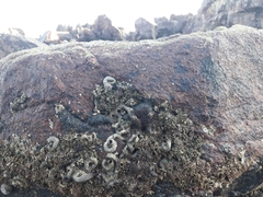 Vermetoidea