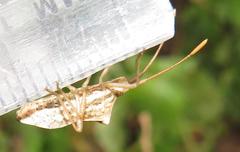 Cletoliturus lituripennis