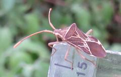Cletoliturus lituripennis