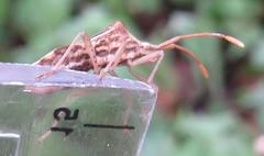 Cletoliturus lituripennis