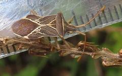 Cletoliturus lituripennis