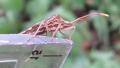 Cletoliturus lituripennis