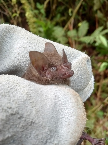 Ben Keith's Short-tailed Bat (Carollia benkeithi) — Least Concern Mammalia