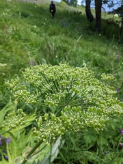 Heracleum leskovii, photograph (c) Yuri Sofronov, some rights reserved (CC BY)