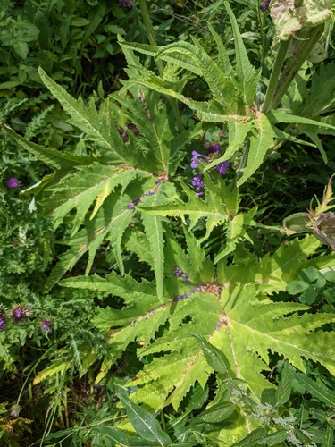 Heracleum leskovii, photograph 5