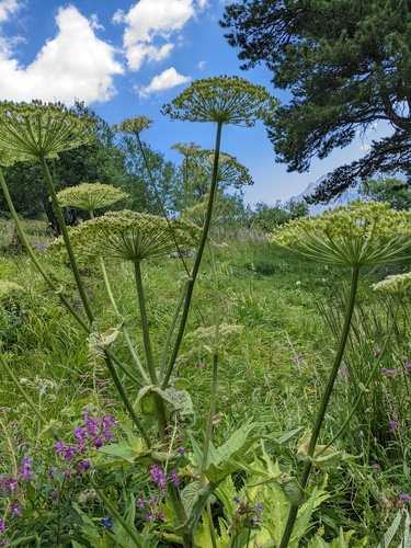 Heracleum leskovii, photograph 4