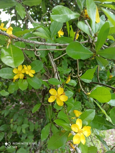 Hugonia mystax (Hugonia mystax)