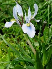 Moraea ciliata