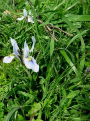 Moraea ciliata
