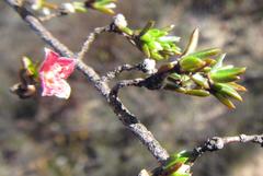 Lachnaea pudens