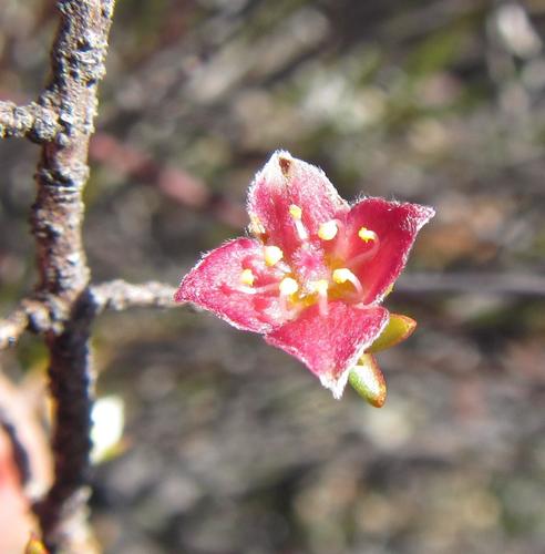 Image of Lachnaea pudens by (c) douglaseustonbrown, some rights reserved (CC BY-SA)
