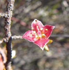Lachnaea pudens