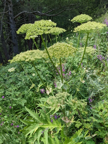 Heracleum leskovii, photograph 2