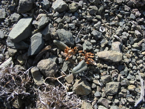 Fish River Tick Plant (Drimia acarophylla)