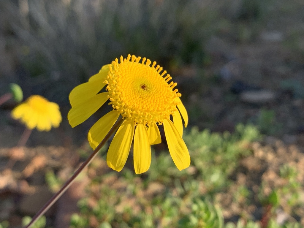 Euryops annuus