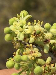 Boscia foetida foetida