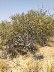 Boscia foetida foetida