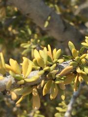 Boscia foetida foetida