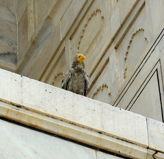 Neophron percnopterus