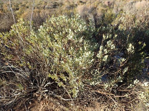 Image of Rafnia elliptica by (c) Nicola van Berkel, some rights reserved (CC BY-SA)