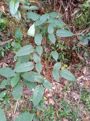 Rubus leucanthus