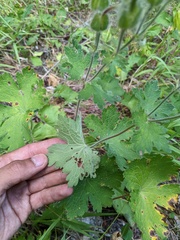 Geranium platypetalum, photograph (c) Yuri Sofronov, some rights reserved (CC BY)