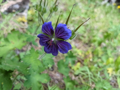 Geranium platypetalum