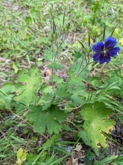 Geranium platypetalum, photograph (c) Yuri Sofronov, some rights reserved (CC BY)