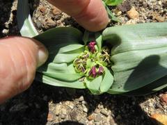 Colchicum eucomoides