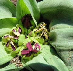 Colchicum eucomoides