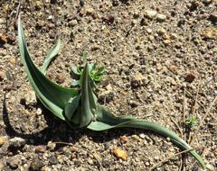 Colchicum eucomoides