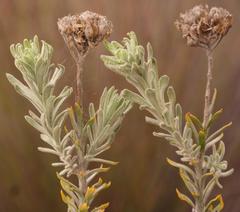 Athanasia sertulifera