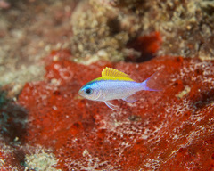 Chromis ovalis