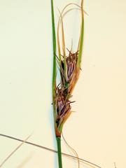 Schoenus graminifolius