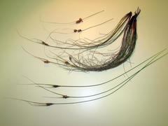 Schoenus graminifolius